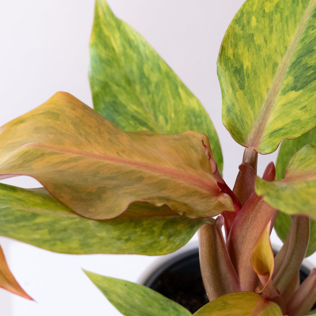Prismacolor Orange you Gorgeous Philodendron Tropical Houseplant