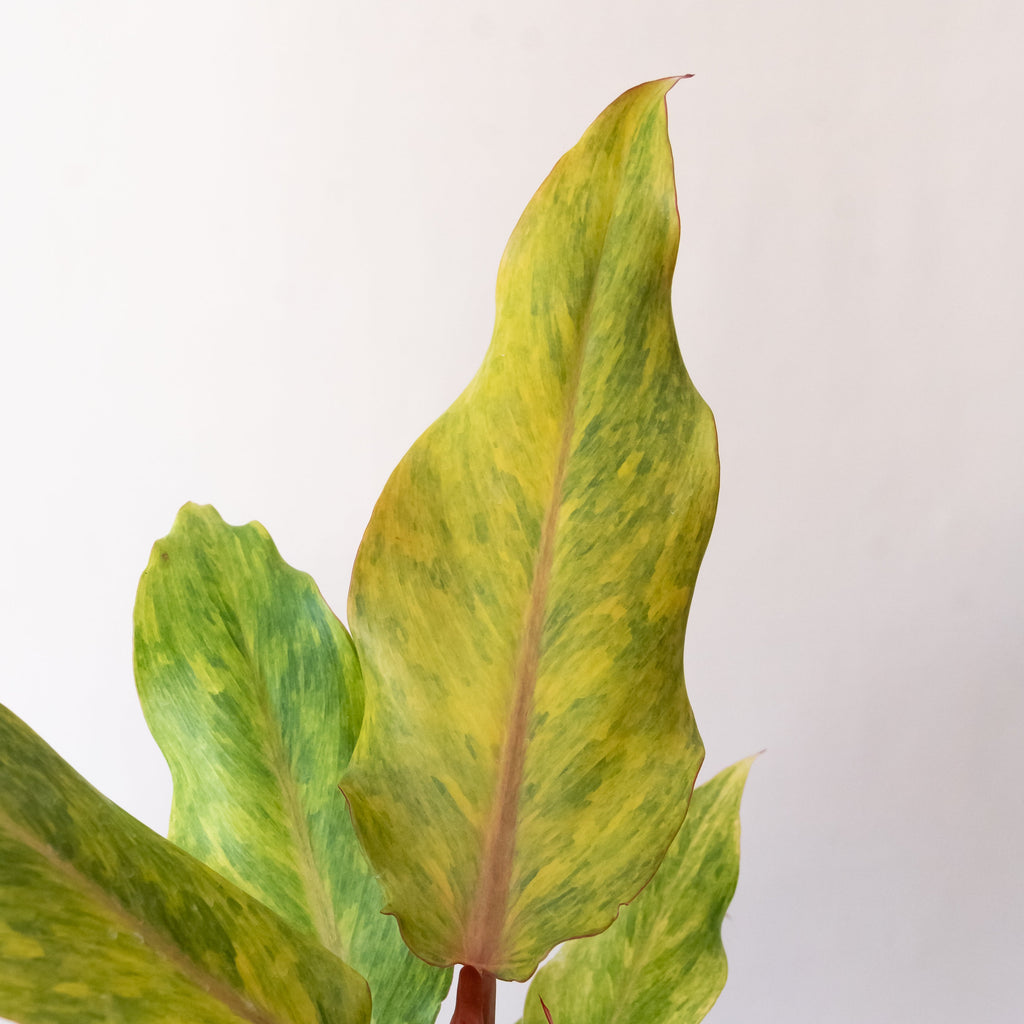 Prismacolor Orange you Gorgeous Philodendron Tropical Houseplant