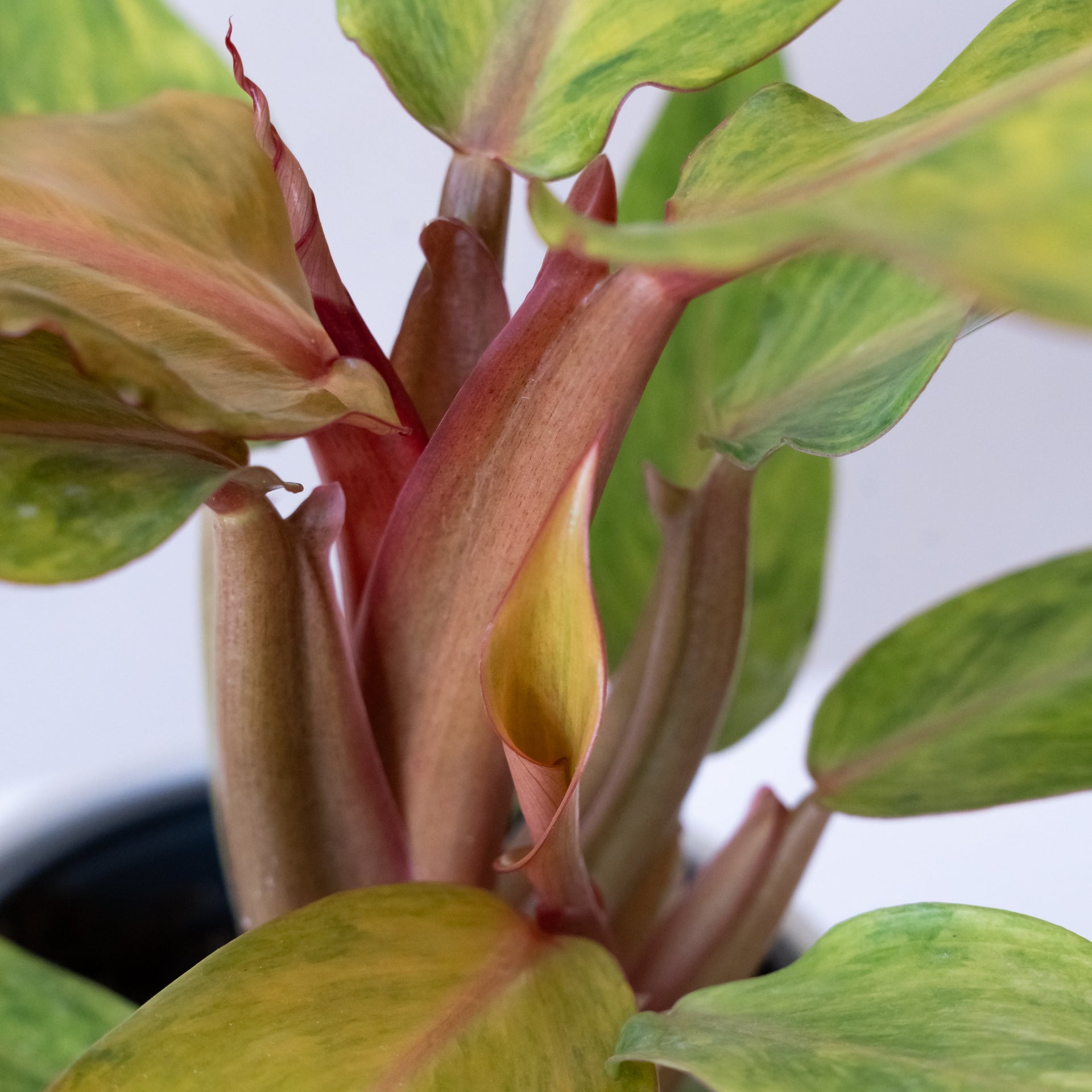 Prismacolor Orange you Gorgeous Philodendron Tropical Houseplant