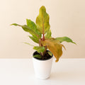 Prismacolor Orange you Gorgeous philodendron showing vibrant orange and marbled spade-shaped leaves