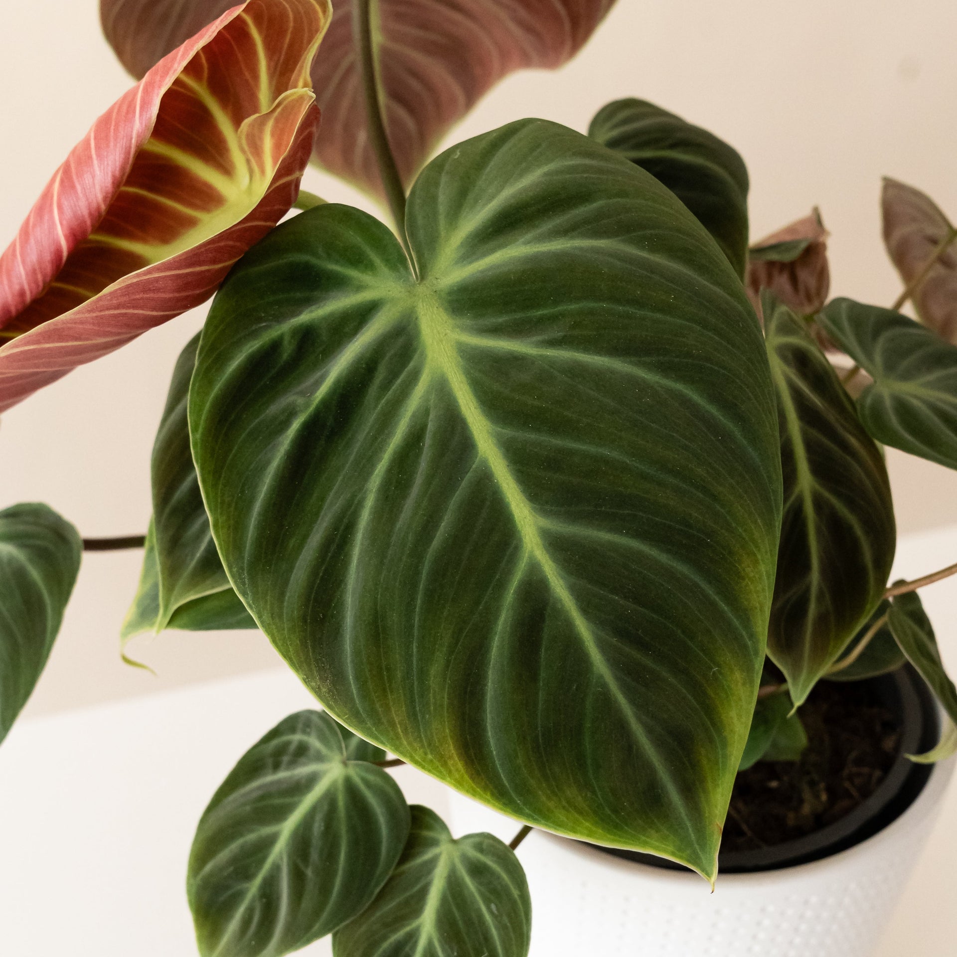 Toasted Toffee Philodendron Rubrijuvenile Indoor Plant