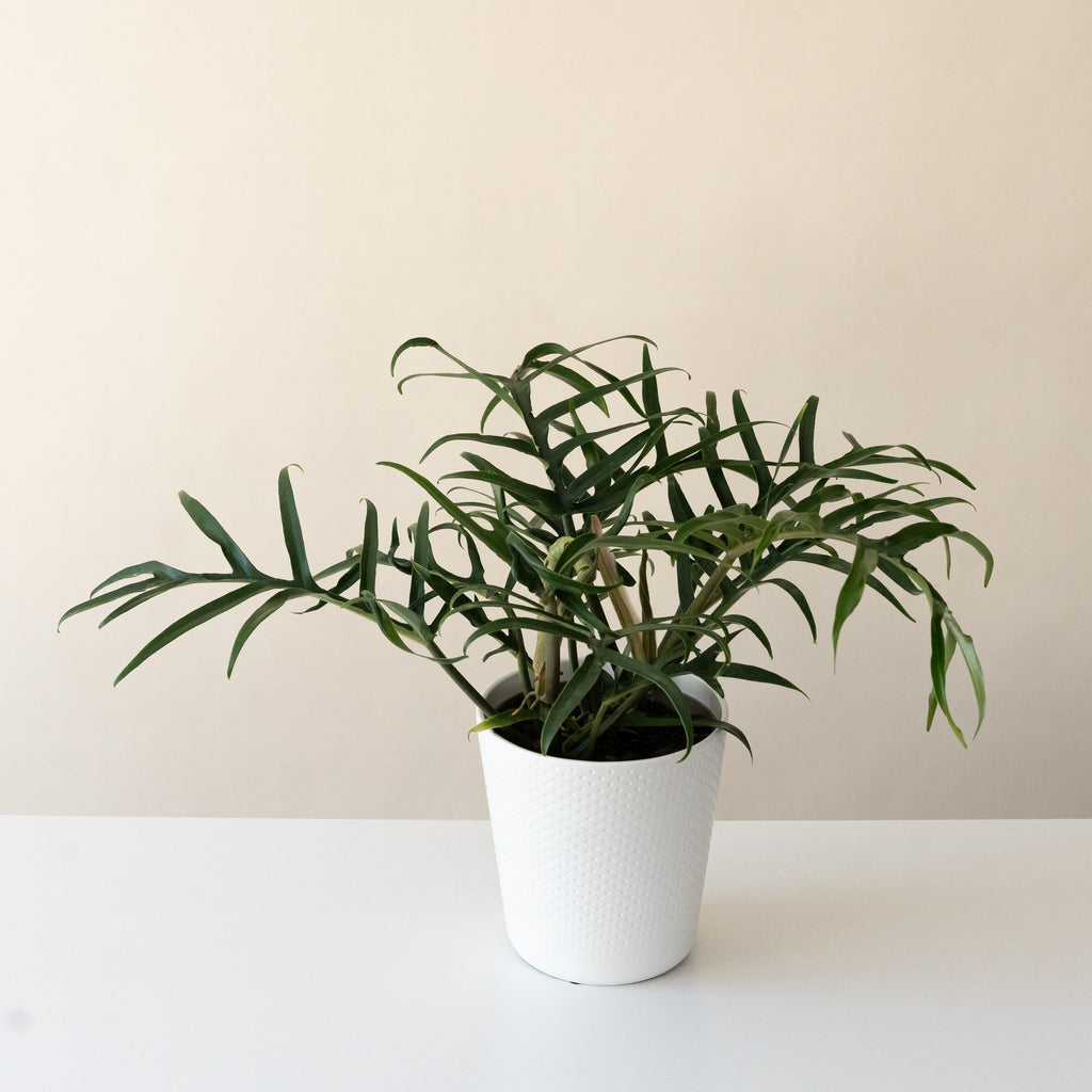 The twisted green and copper foliage of a Prismacolor Twisted Sister philodendron.
