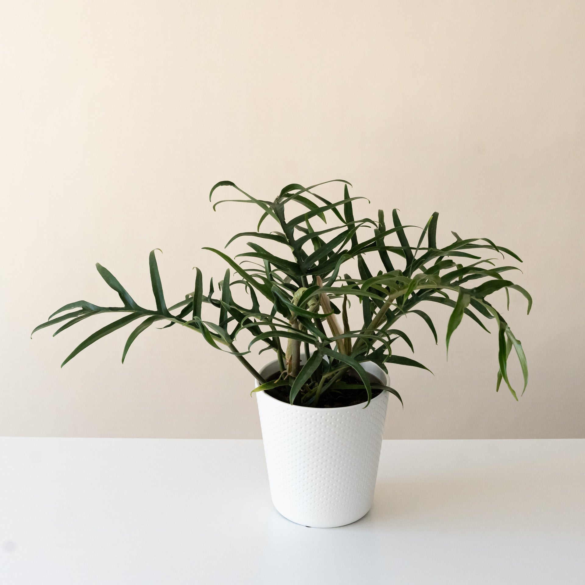 The twisted green and copper foliage of a Prismacolor Twisted Sister philodendron.
