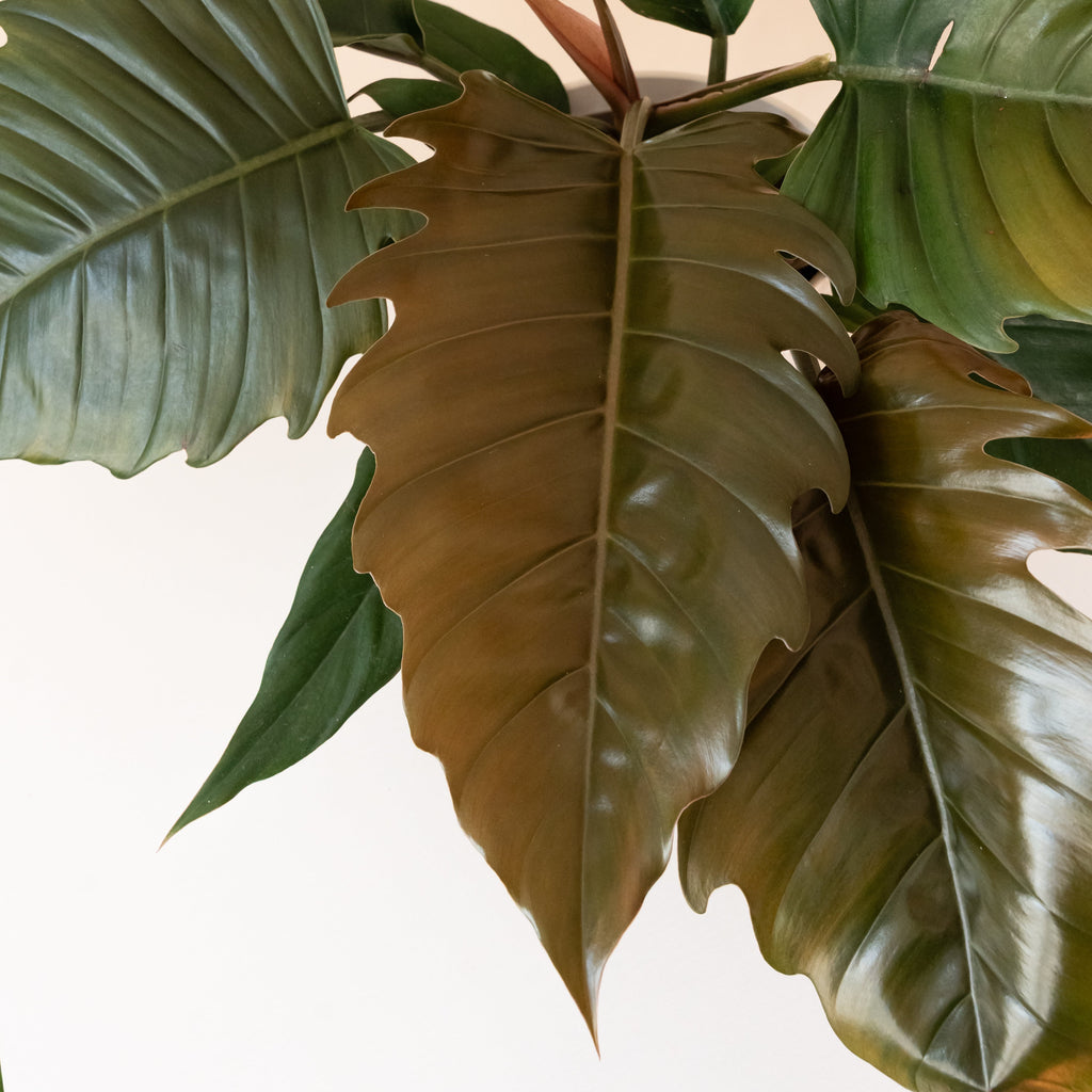 Prismacolor Zigzag Philodendron - Modern Edgy Botanical