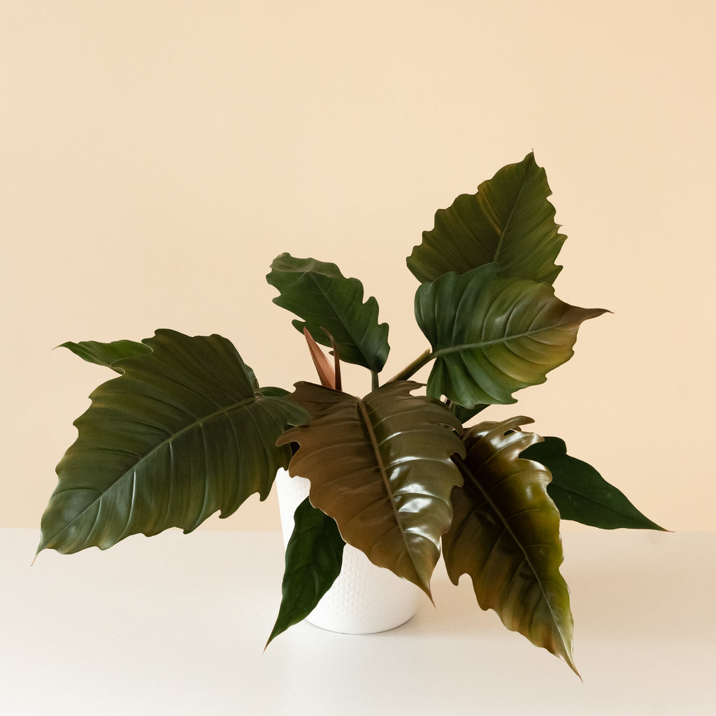 The Prismacolor Zigzag Philodendron displaying lobed leaves and deep bronze-red tones.