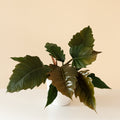 The Prismacolor Zigzag Philodendron displaying lobed leaves and deep bronze-red tones.