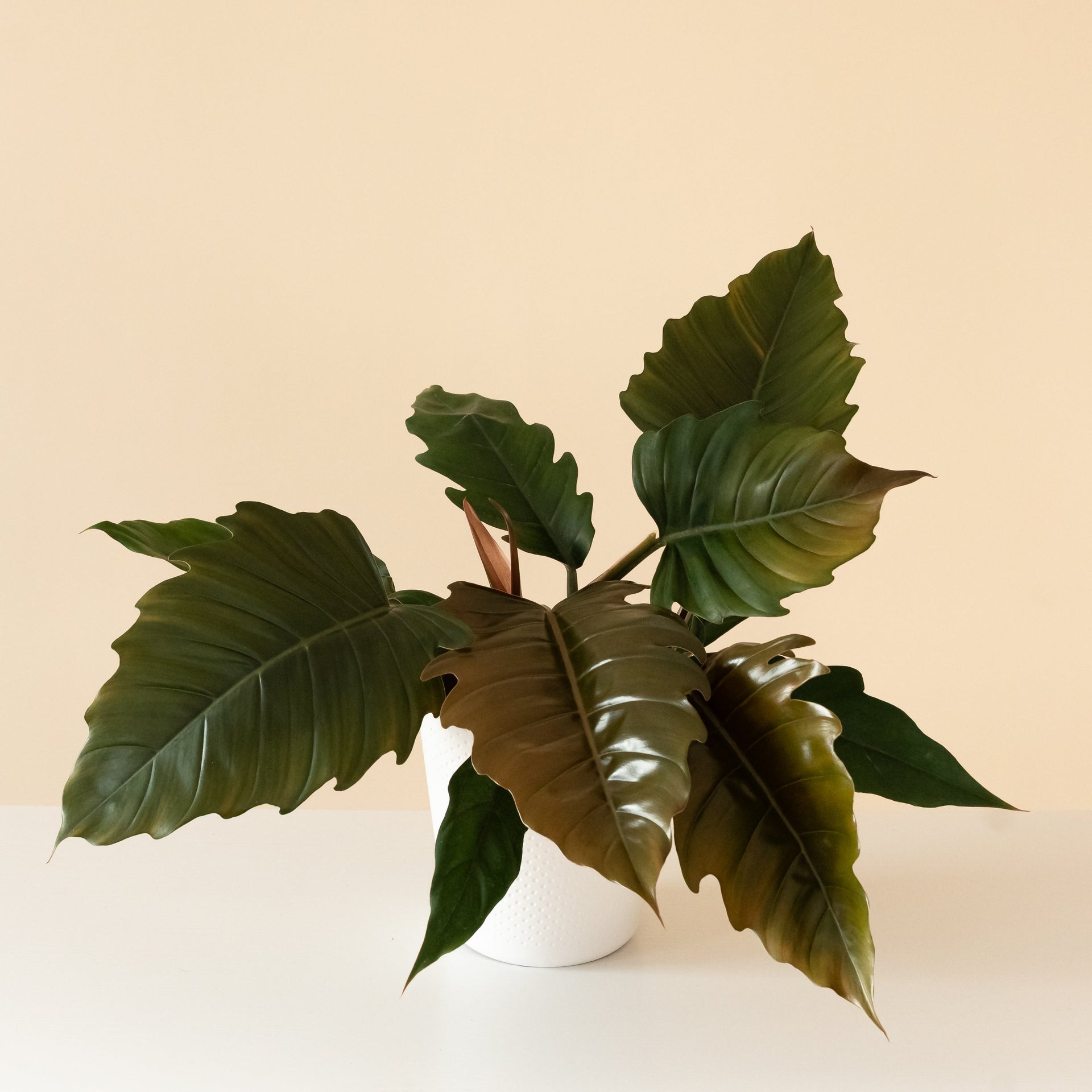 The Prismacolor Zigzag Philodendron displaying lobed leaves and deep bronze-red tones.