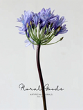 Elegant Agapanthus Stem – 25.6"