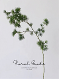 Airy Pine Branch – 31.9"