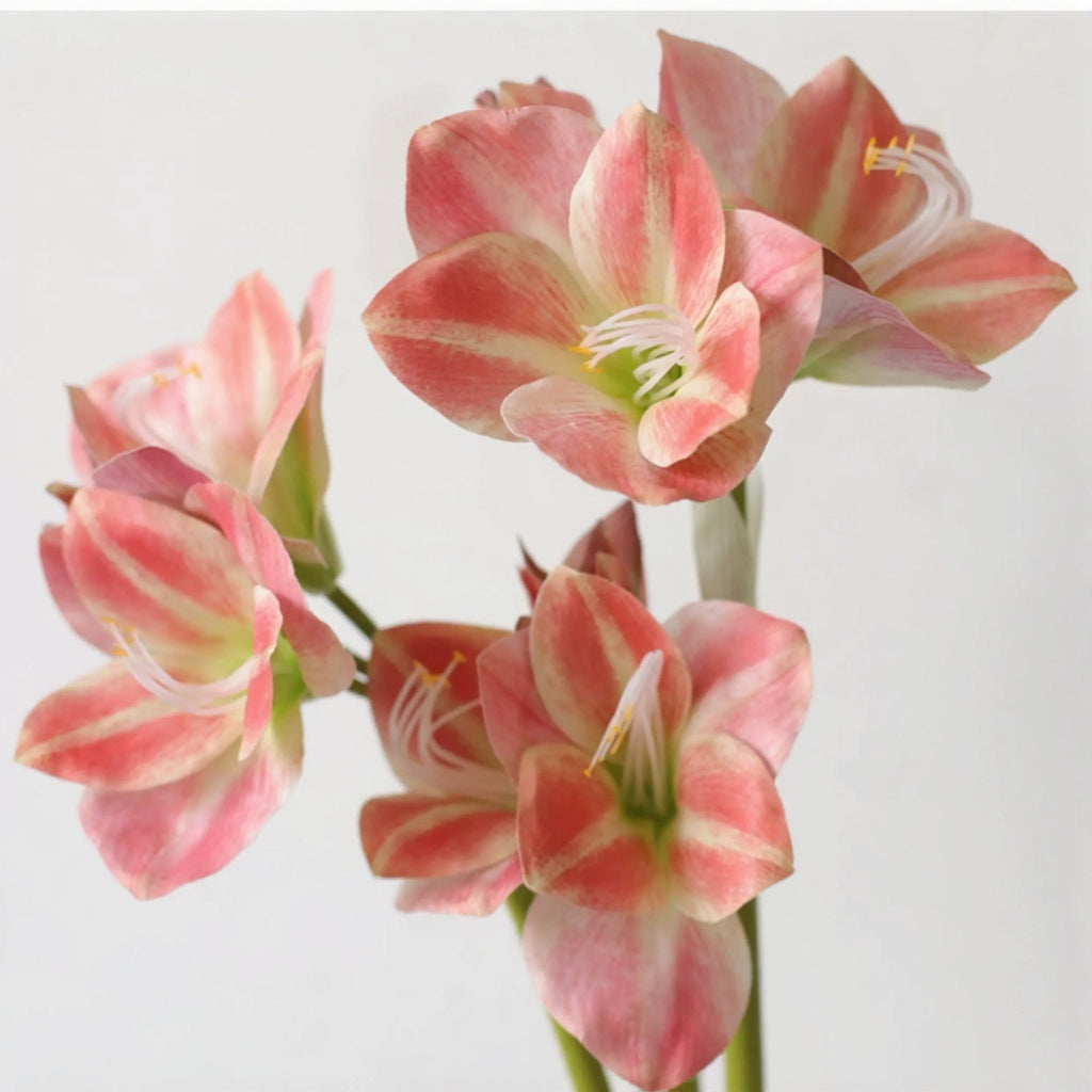 Elegant Amaryllis Stem – 26.5"