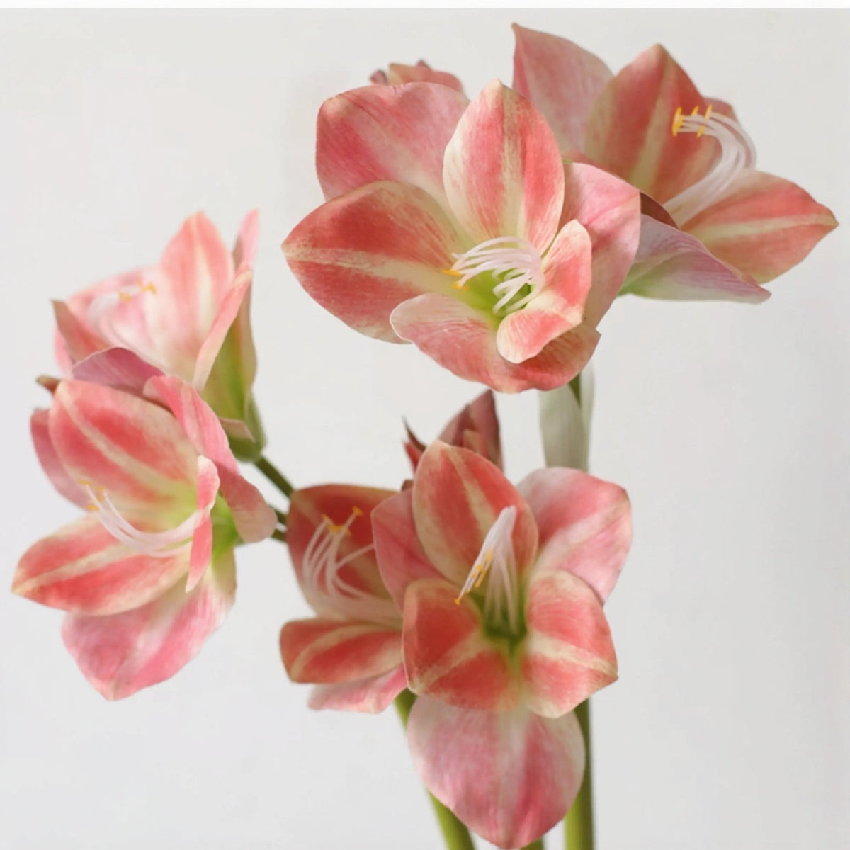 Elegant Amaryllis Stem – 26.5"