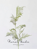 Airy Asparagus Fern Branch