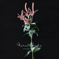 Blush Mountain Fern Stem – 28.7"