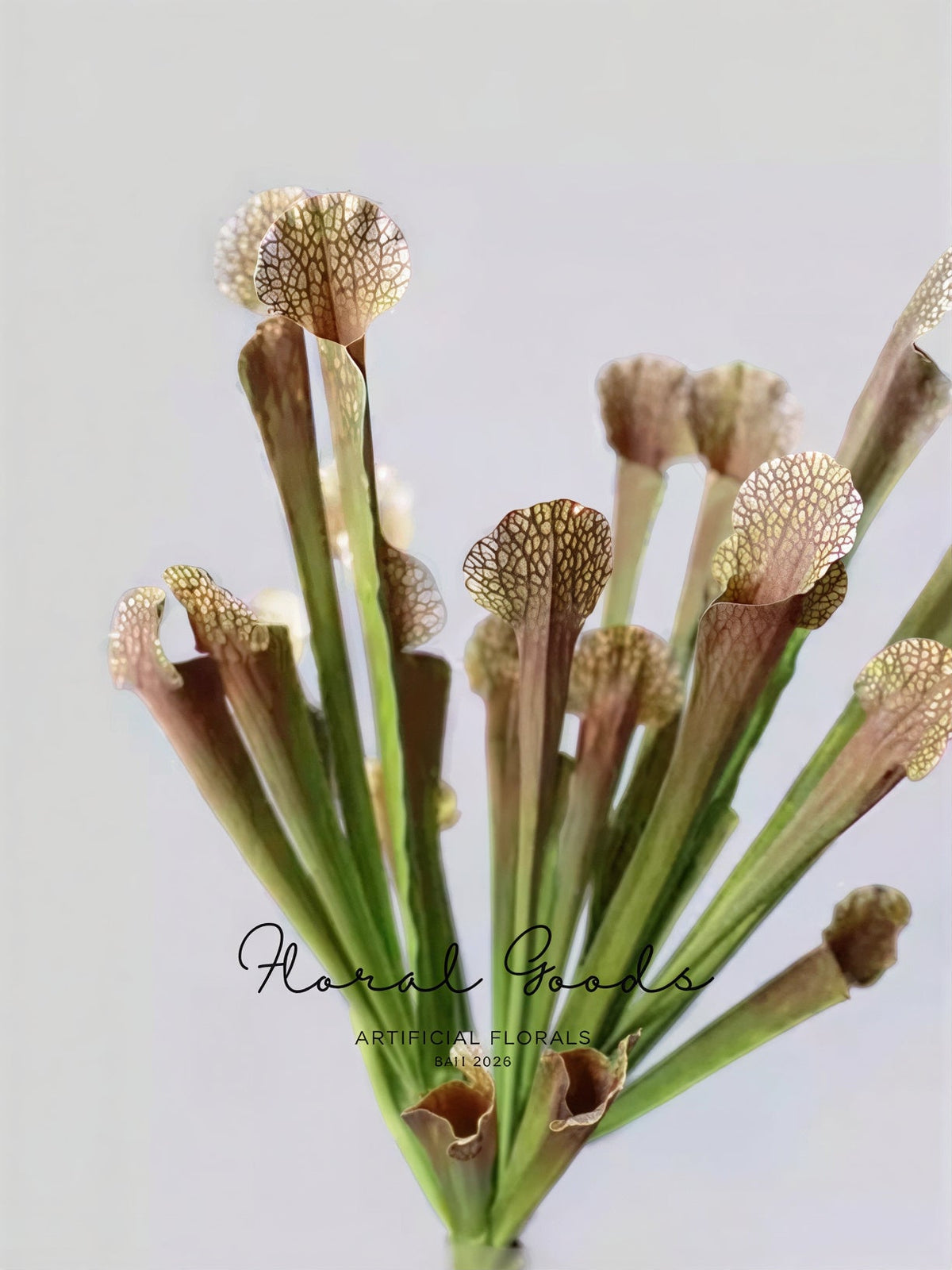 Botanical Pitcher Plant Stem – 17.7"
