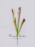 Botanical Pitcher Plant Stem – 17.7"