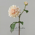 Café au Lait Dahlia Stem – 24"