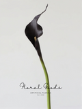 Moody Calla Lily Stem – 21.7"