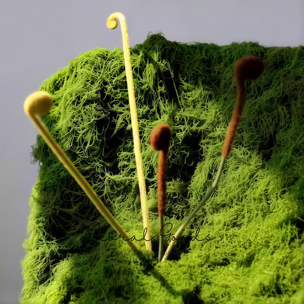Minimal Fiddlehead Fern Stem – 17"