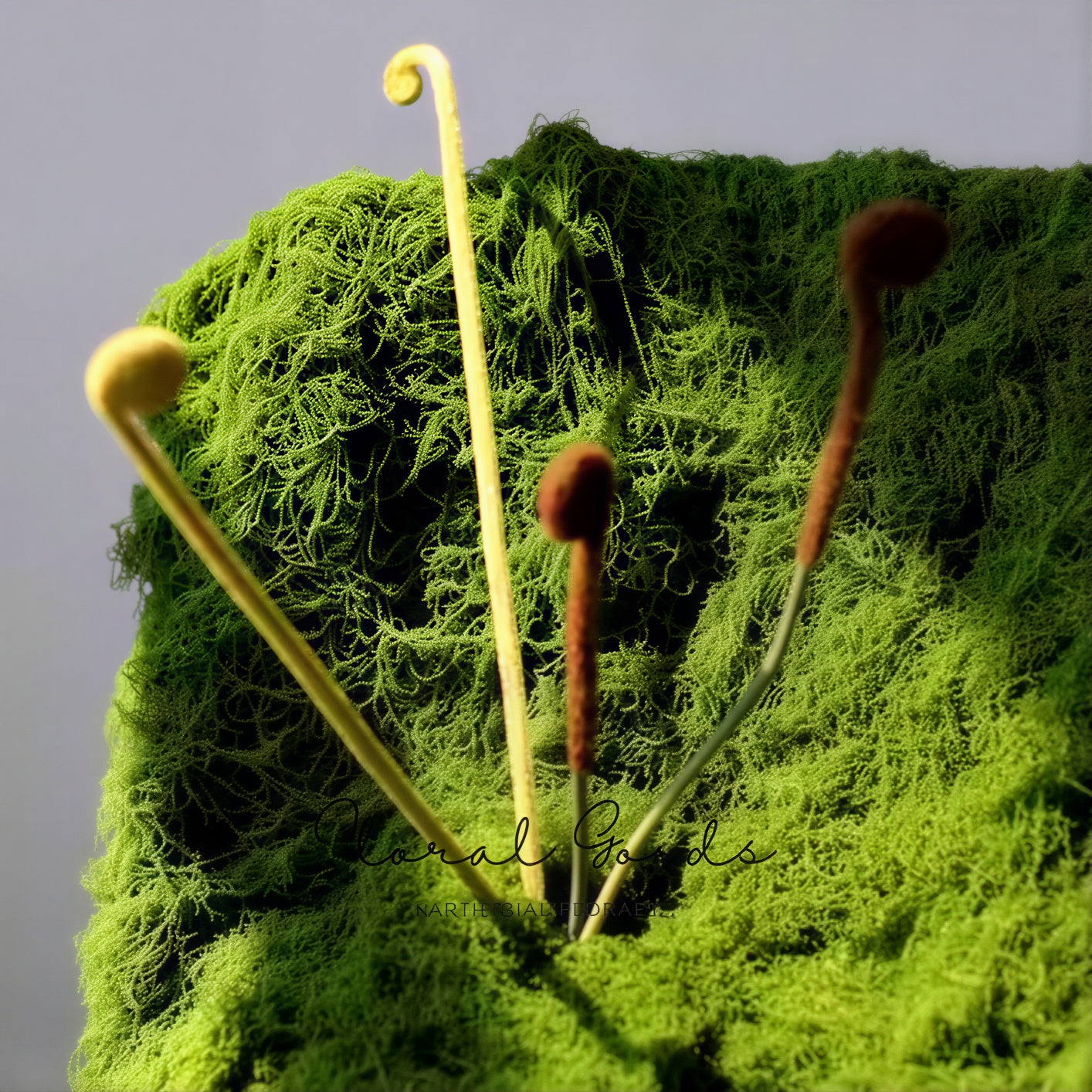 Minimal Fiddlehead Fern Stem – 17"