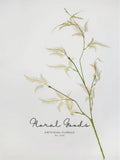 Feathery Asparagus Branch – 36"