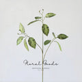 Variegated Ficus Branch – 29.5"