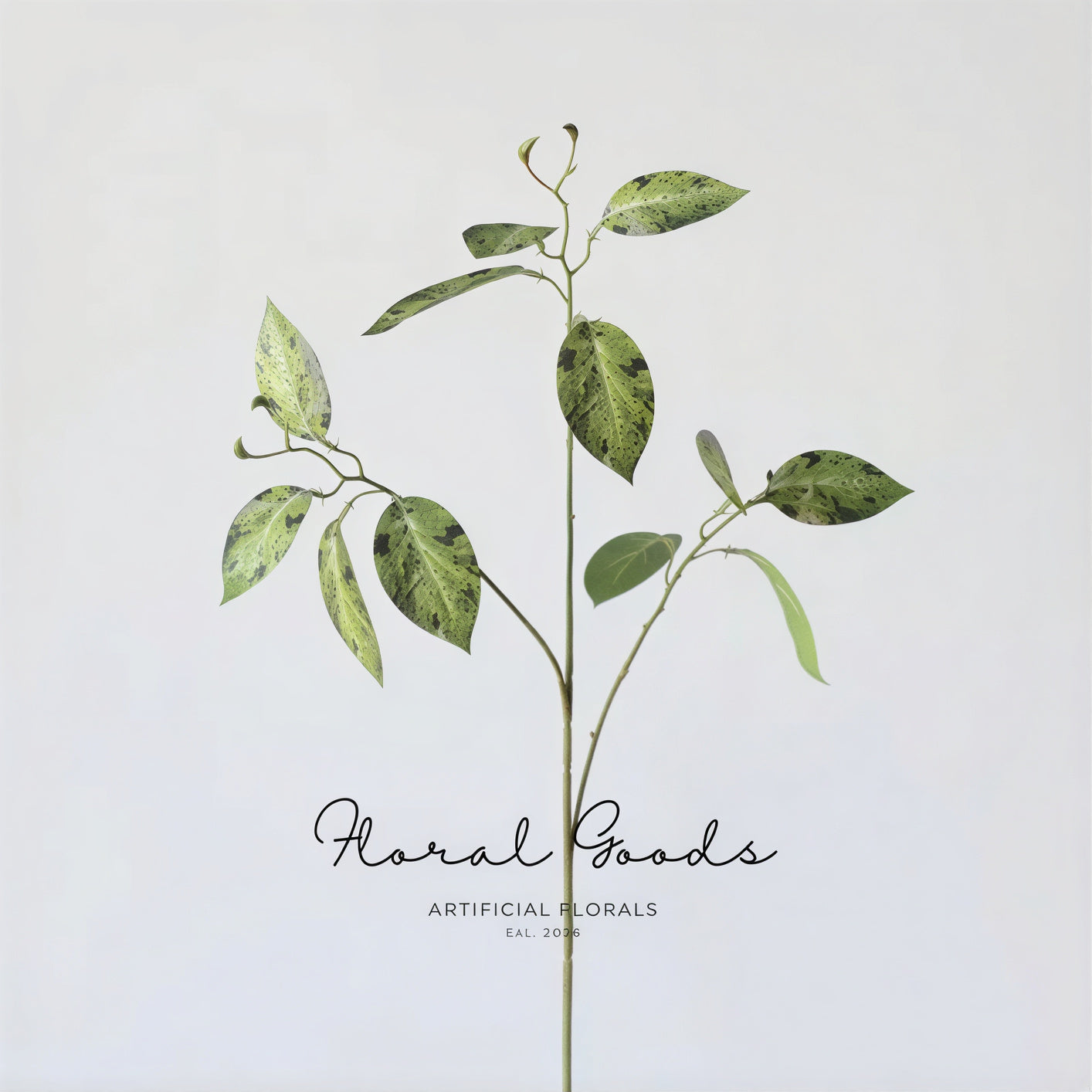 Variegated Ficus Branch – 29.5"