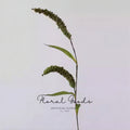 Foxtail Grass Stem – 30"