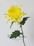 Golden Spider Mum Stem – 27.5"