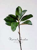 Glossy Magnolia Leaf Branch