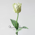 Graceful Tulip Stem – 27"
