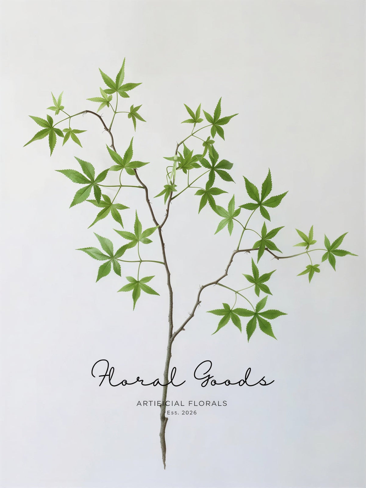Japanese Maple Branch