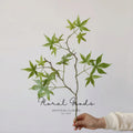 Japanese Maple Branch