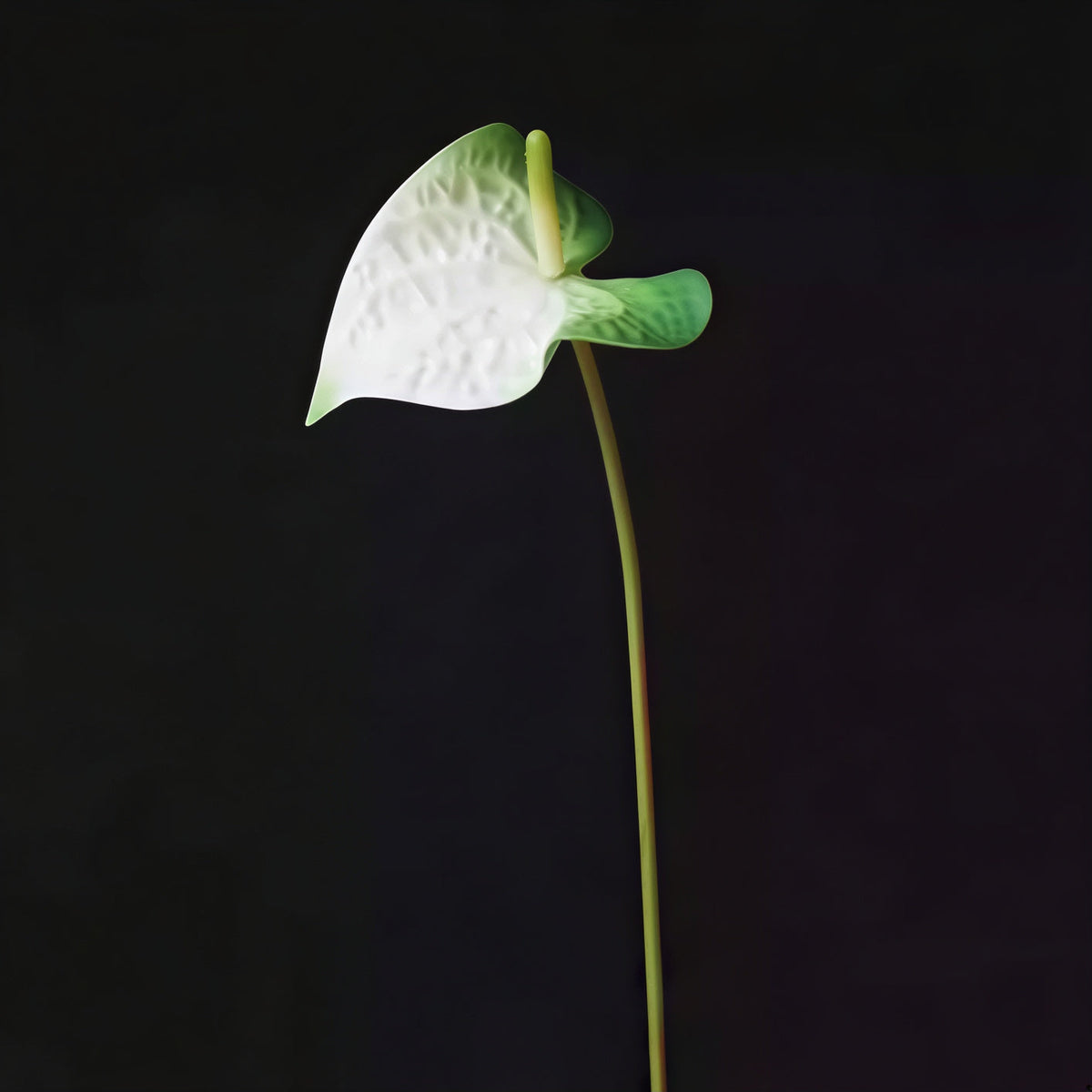 Modern Anthurium Stem – 24"
