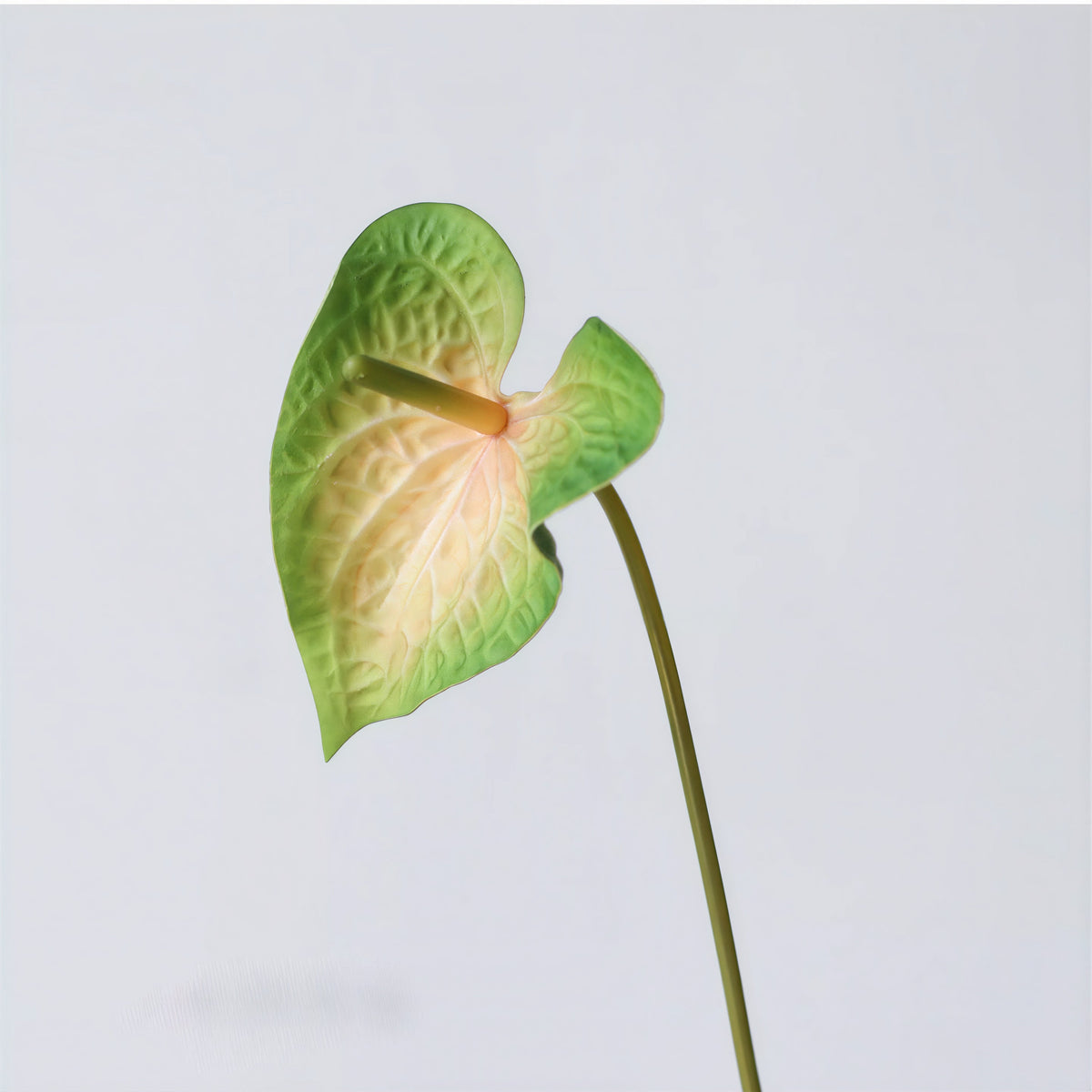 Modern Anthurium Stem – 24"