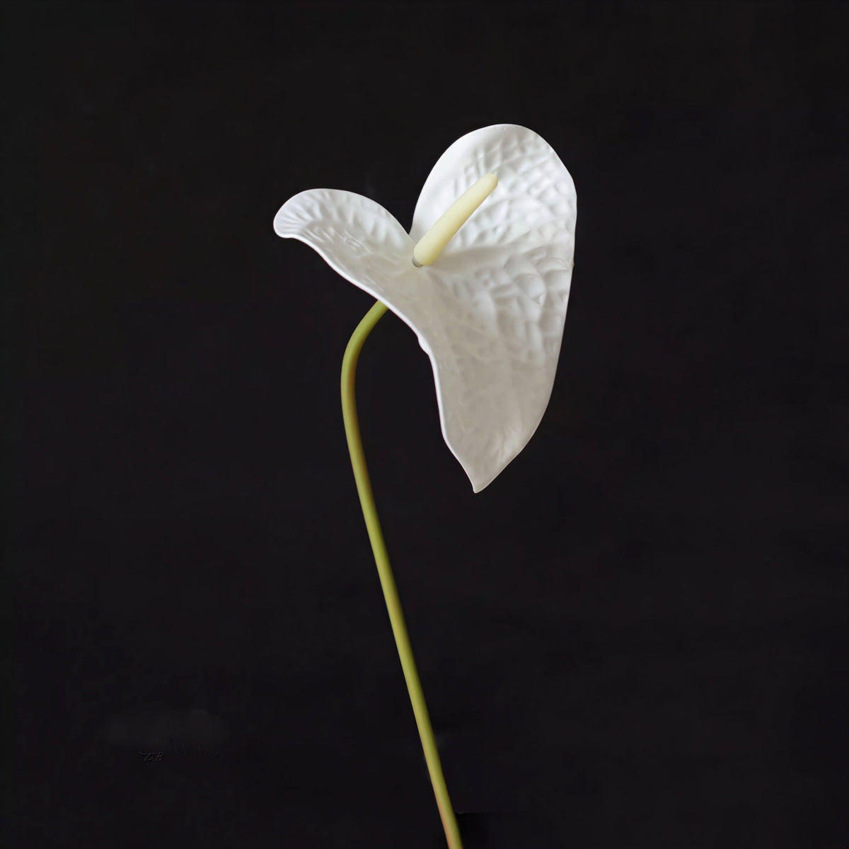 Modern Anthurium Stem – 24"