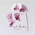 Moth Orchid Stem – 26"