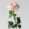 Notting Hill Garden Rose – 26"