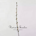 Pussy Willow Branch – 32"