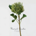 Sculptural Pincushion Protea Stem – 25.6"