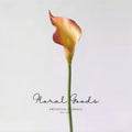 Refined Calla Lily Stem – 21"