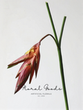 Rust Drooping Heliconia Stem – 36.2"