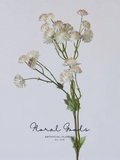 Starry Astrantia Stem – 23.6"