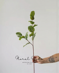 Tropical Sabah Leaf Branch – 30"