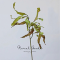 Sculptural Curled Leaf Stem – 27.2"