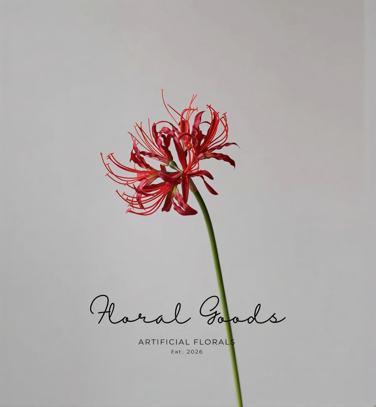 Sculptural Spider Lily Stem – 26"