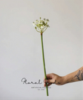 Velvet Allium Bloom Stem – 24.4"