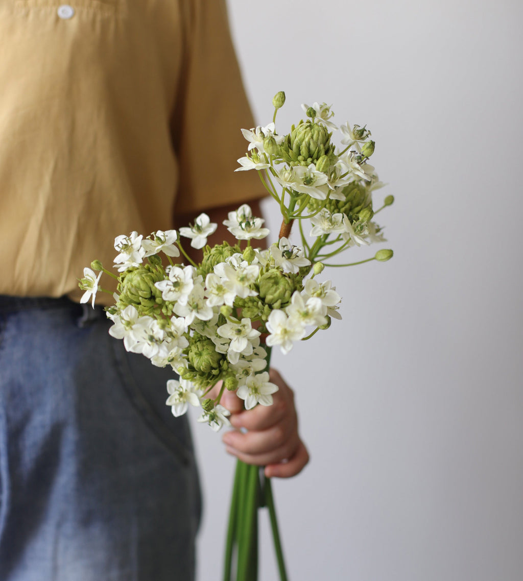 Velvet Allium Bloom Stem – 24.4"