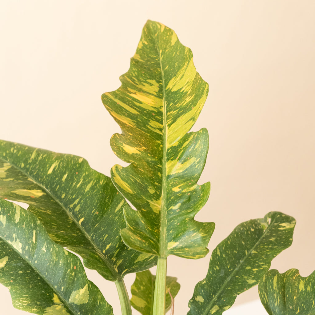 Prismacolor Golden Girl Philodendron Variegated Plant
