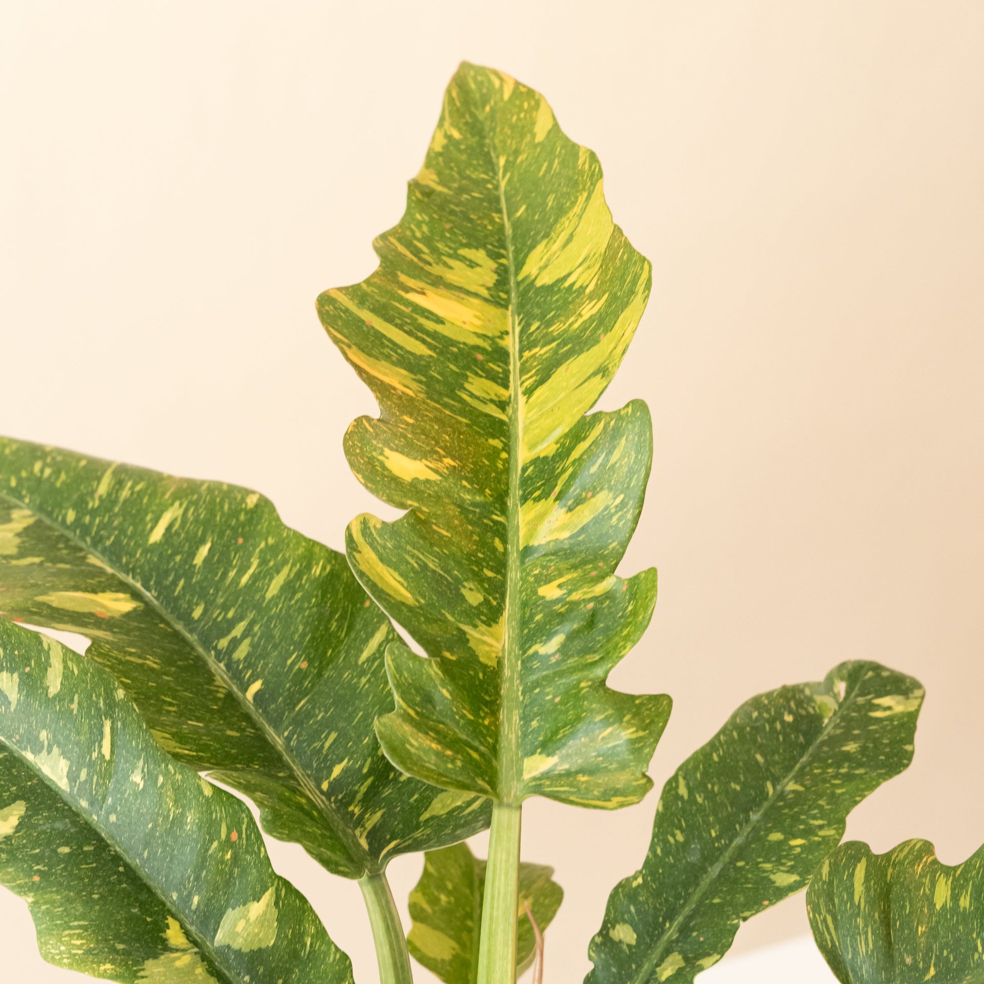 Prismacolor Golden Girl Philodendron Variegated Plant
