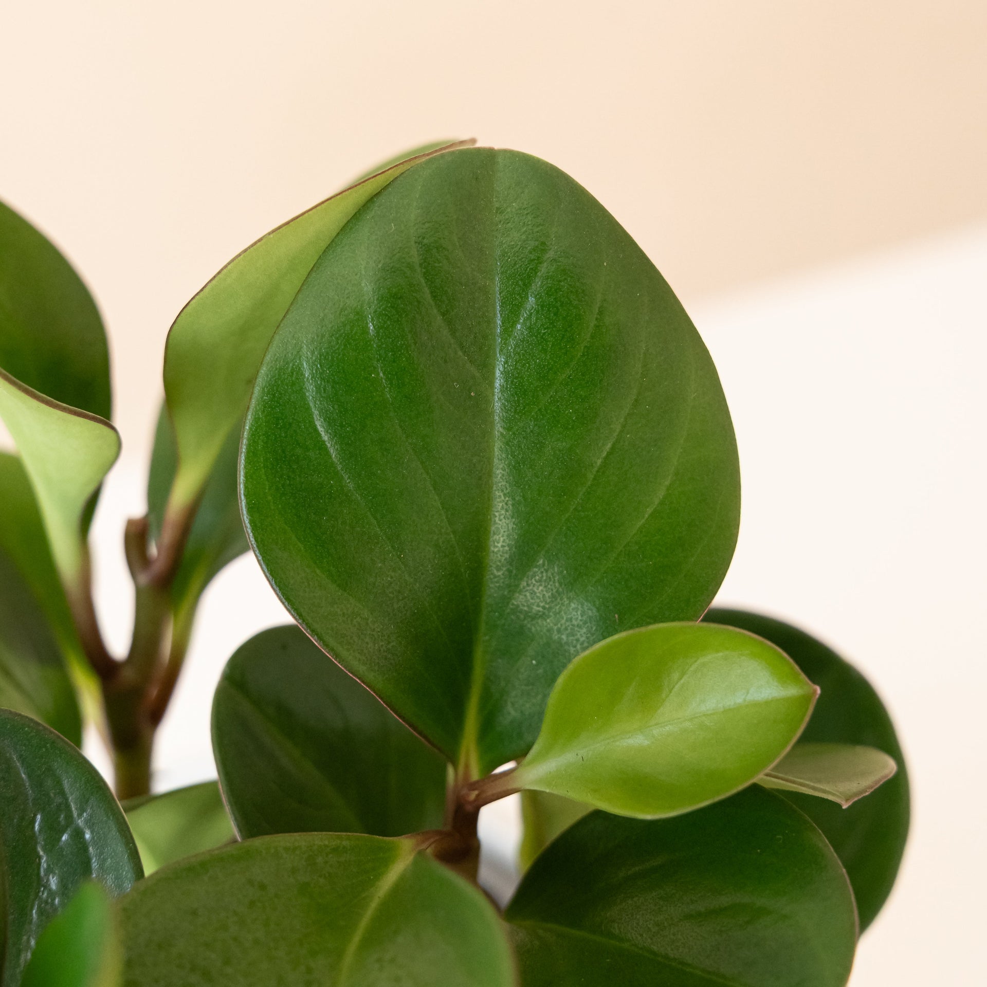 Savory Delights Spice is Nice Peperomia for Minimalist Decor